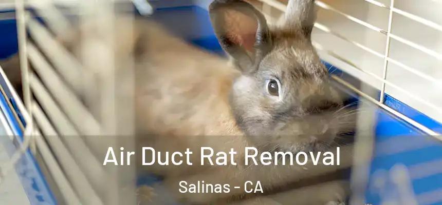  Air Duct Rat Removal Salinas - CA